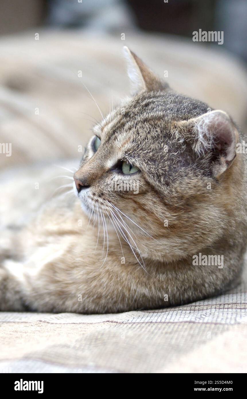 Nahaufnahme einer traurigen und faulen Tabbykatze, die abends auf der Couch im Freien mit selektivem Fokus schläft. Haustierhaltung auf weichem Sofa. Nahaufnahme eines traurigen Stockfoto