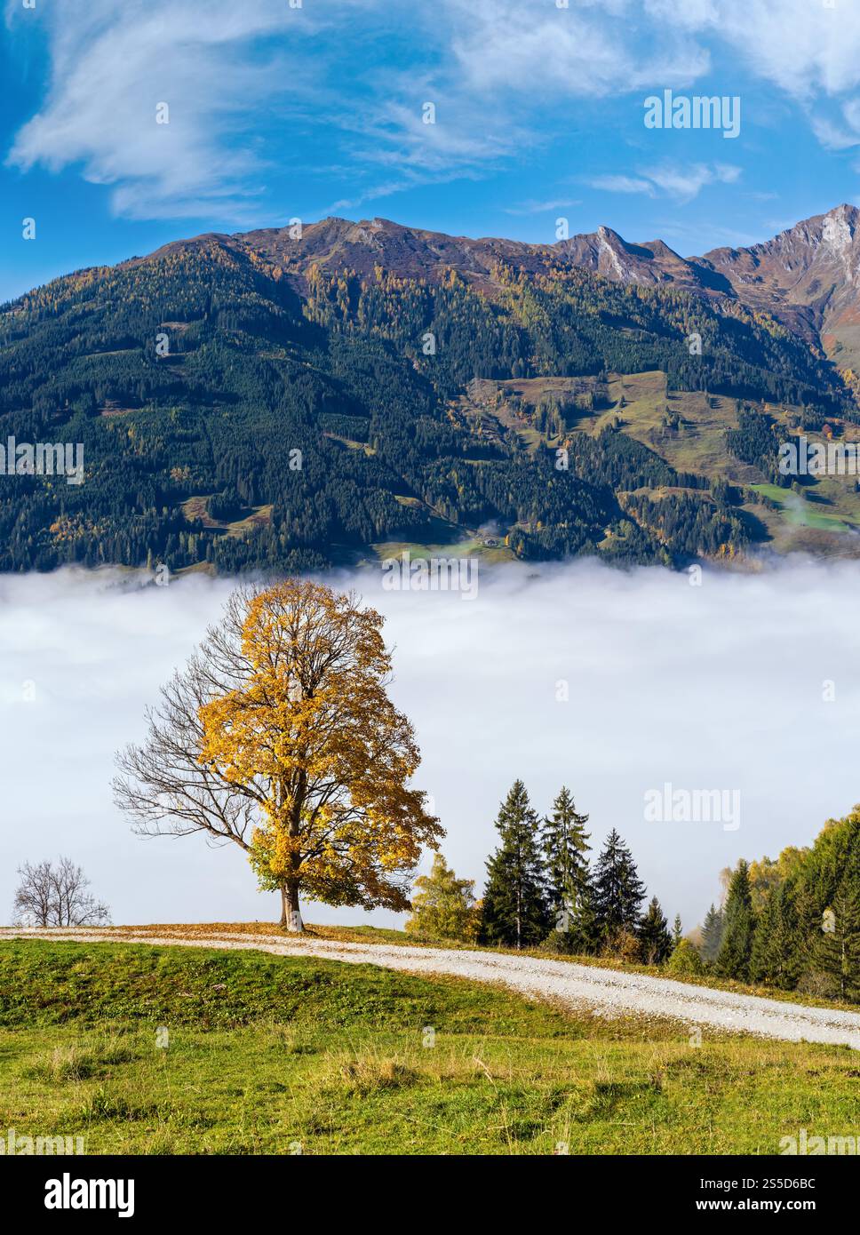 Nebliger Herbstmorgen Berg und große einsame Baumblick vom Wanderweg in der Nähe Dorfgastein, Land Salzburg, Österreich. Stockfoto