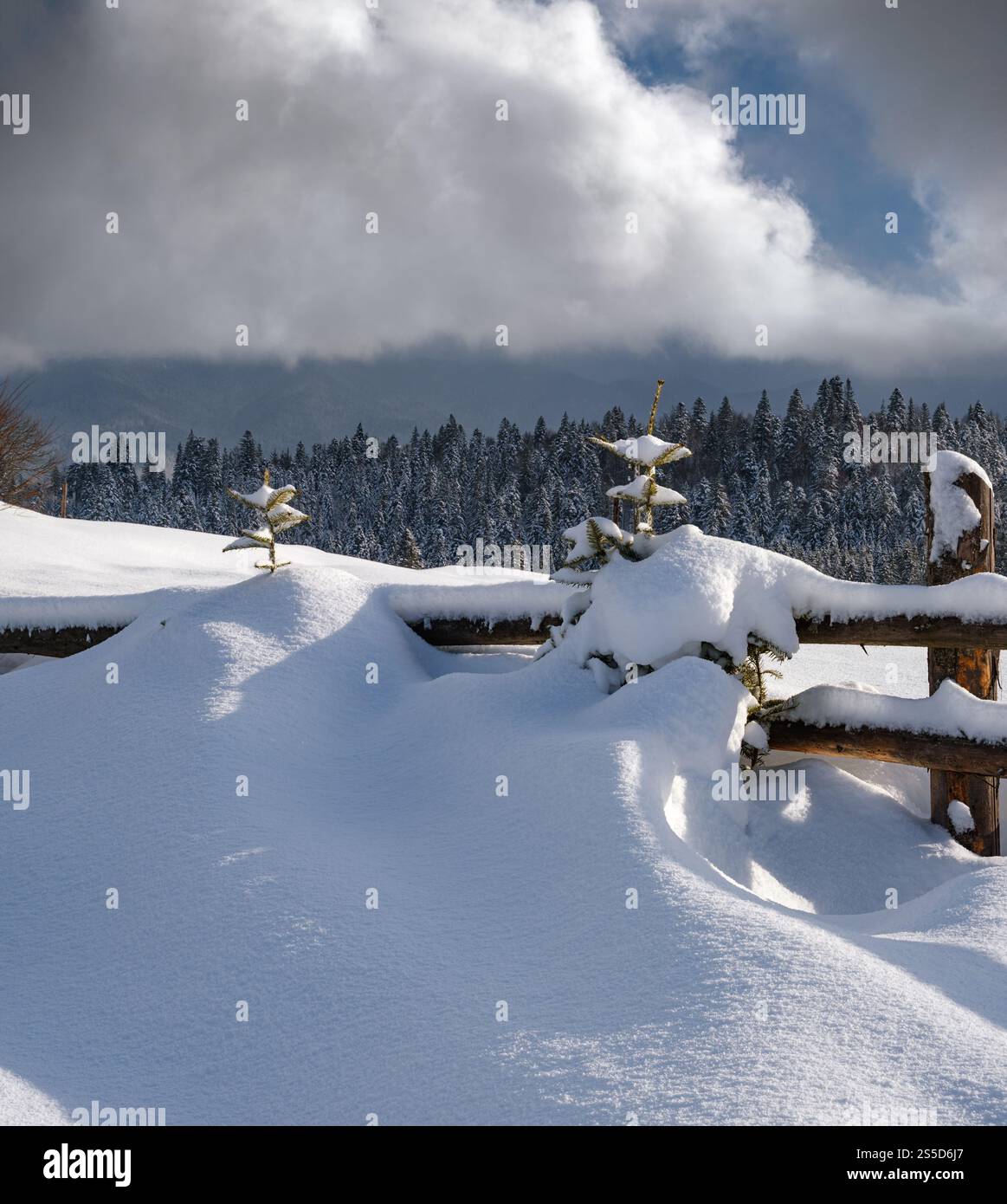 Alpine Mountain verschneiten Winter Tannenwald und Schnee driftet in der Nähe Holzzaun auf sekundärer Landstraße Stockfoto