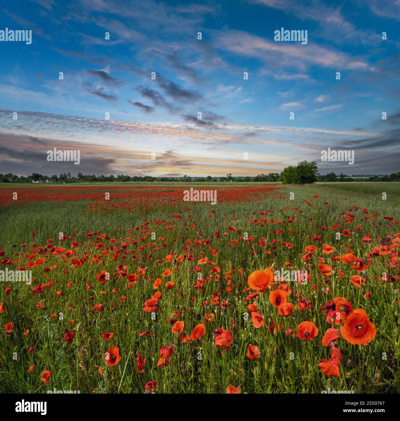 Wunderschöne ukrainische Landschaft Frühlingslandschaft mit Weizenfeld und roten Mohnblumen, Ukraine, sonniger Tag, blauer Himmel mit Wolken. Stockfoto