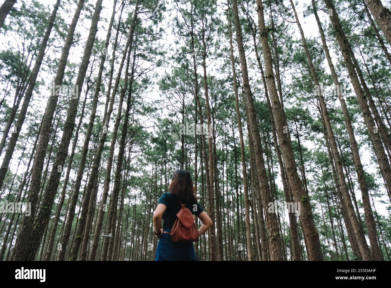 Eine Reisende Frau fotografiert im Natur-Pine Park. Tourist mit Kamera Reisefoto von Fotografen, der Bilder macht Reise Sightseeing Stockfoto