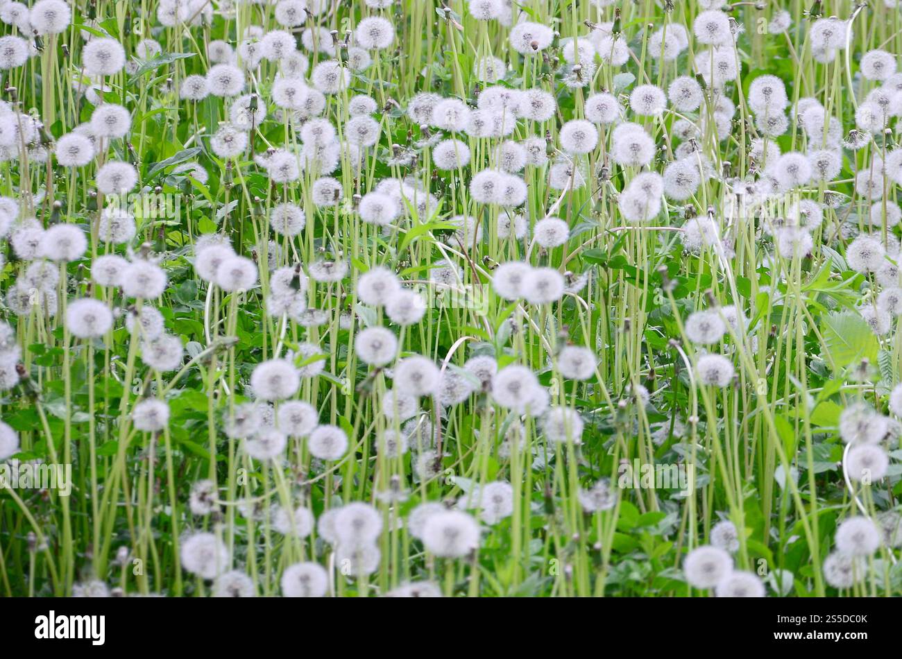 Weiße flauschige Löwenzahnblüte in der Natur, natürlicher Hintergrund. Viele Blumen auf grüner Wiese schließen sich. Selektiver Fokus. Weiße, flauschige Löwenzahn-Blüte Stockfoto