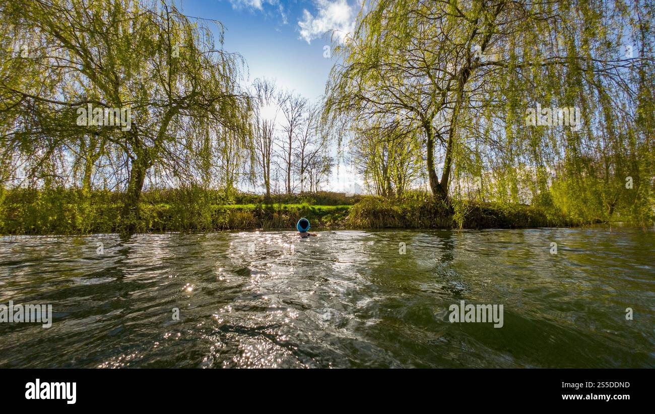 Einsames Weibchen, von hinten gesehen mit Strickmütze, Wild schwimmt an einem sonnigen Frühlingsmorgen. UK Stockfoto