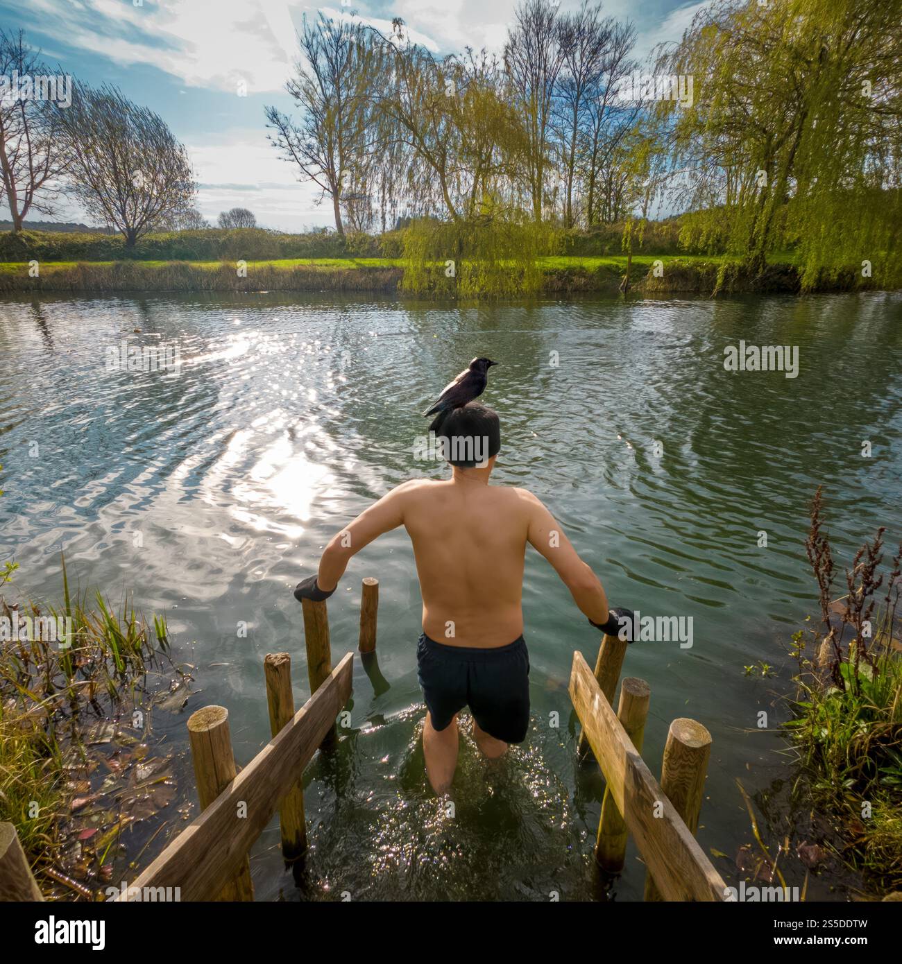 Humorvoller Schuss eines männlichen Wildschwimmers, der in einen See eindringt, mit einem großen schwarzen Vogel auf dem Kopf. Poolbridge Stockfoto