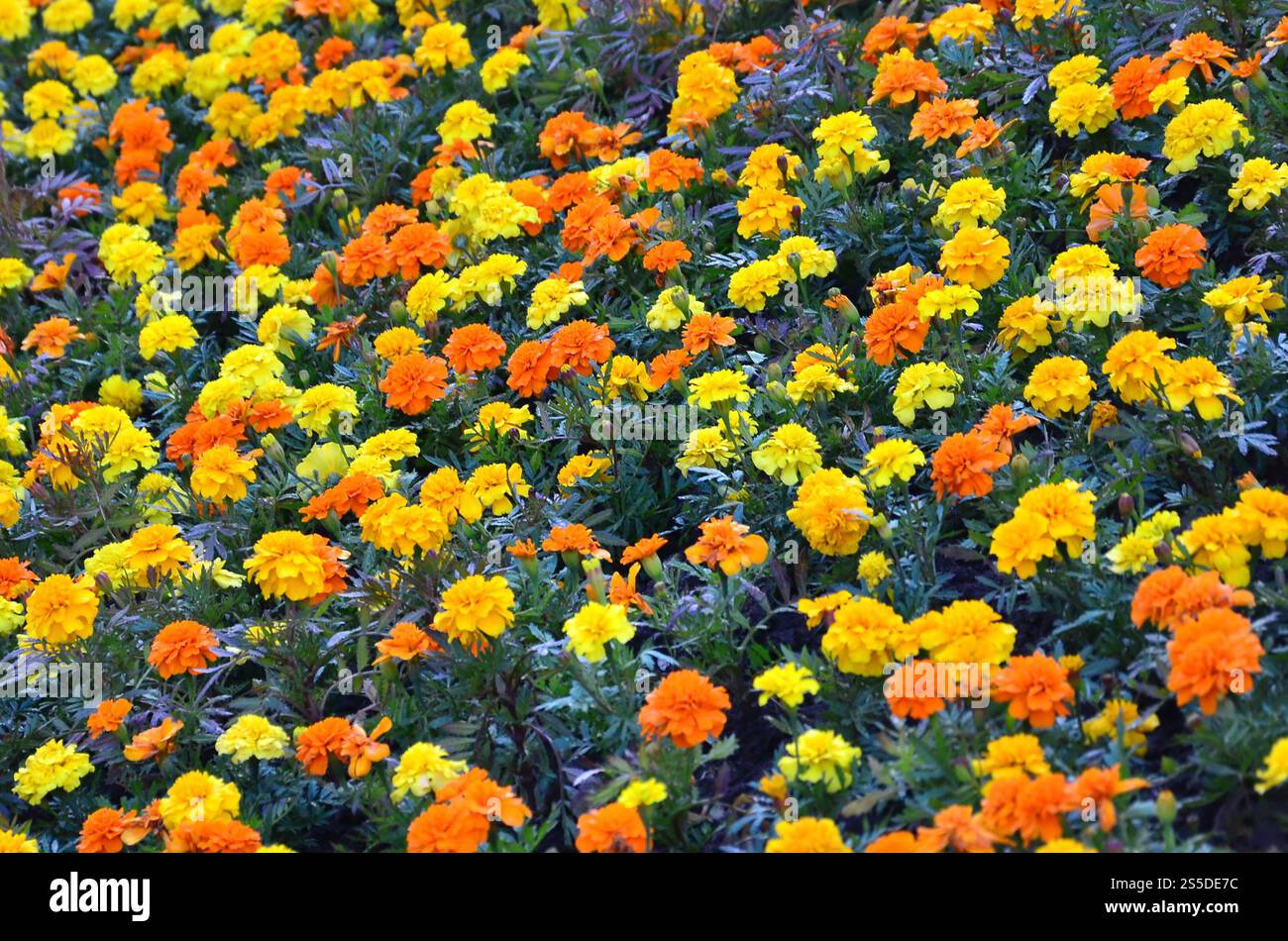 Viele schöne Blumen im Garten. Mexikanische, aztekische oder afrikanische Ringelblume. Tagetes erecta Stockfoto