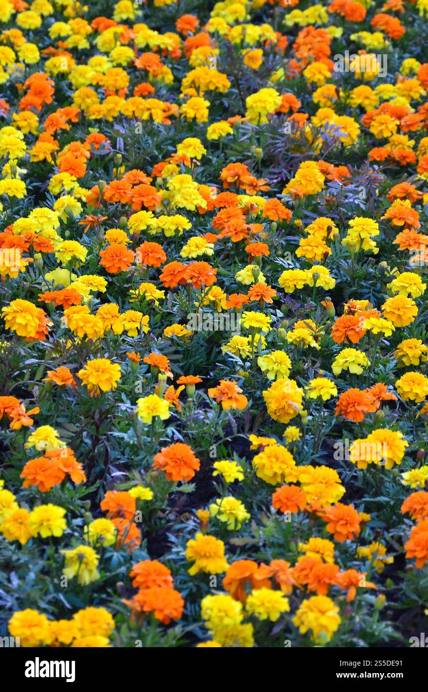 Viele schöne Blumen im Garten. Mexikanische, aztekische oder afrikanische Ringelblume. Tagetes erecta Stockfoto