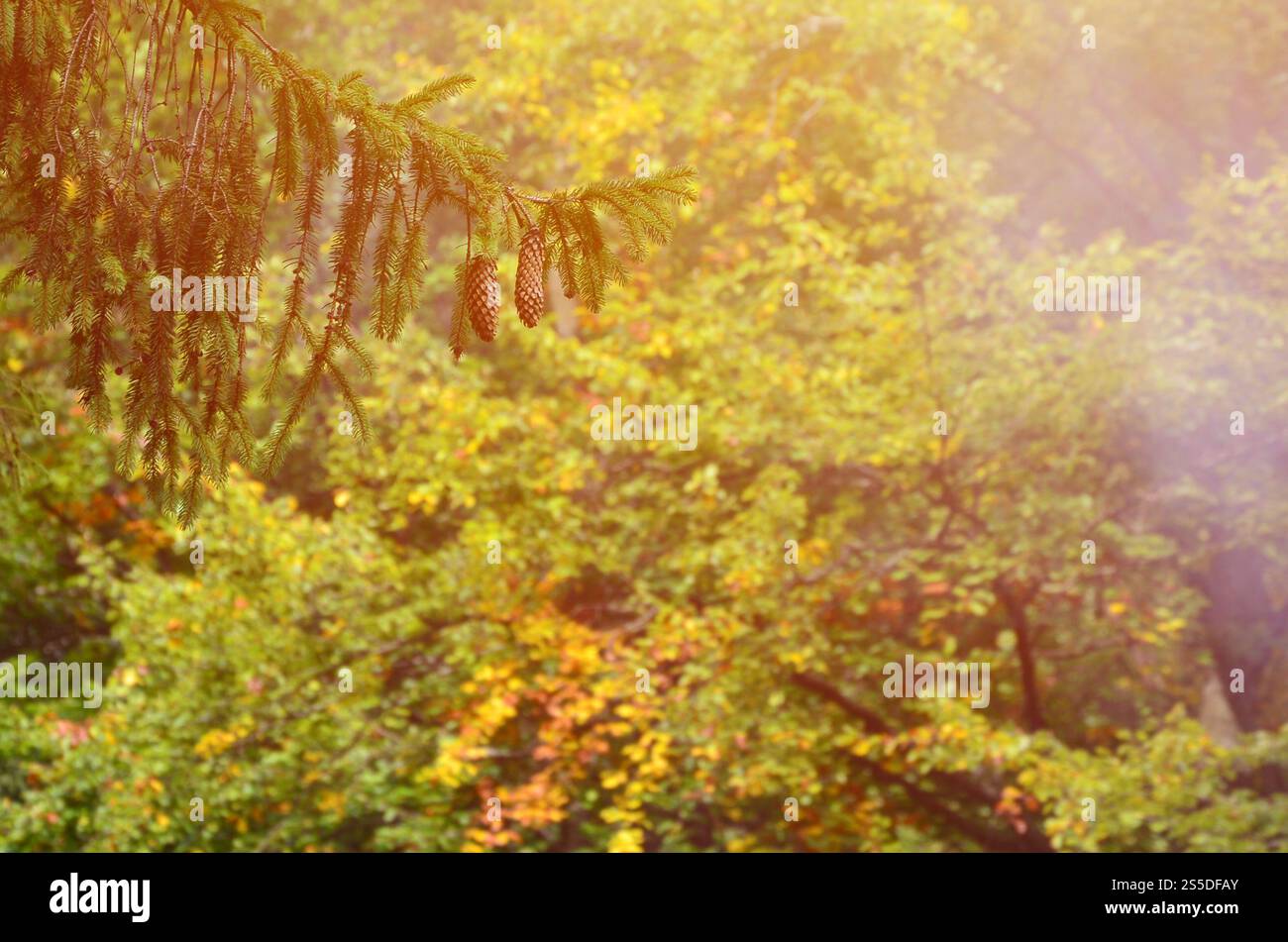 Niederlassung der Europäischen mit ein paar Kegel vor dem Hintergrund eines nebligen Nadelwald Fichte Stockfoto