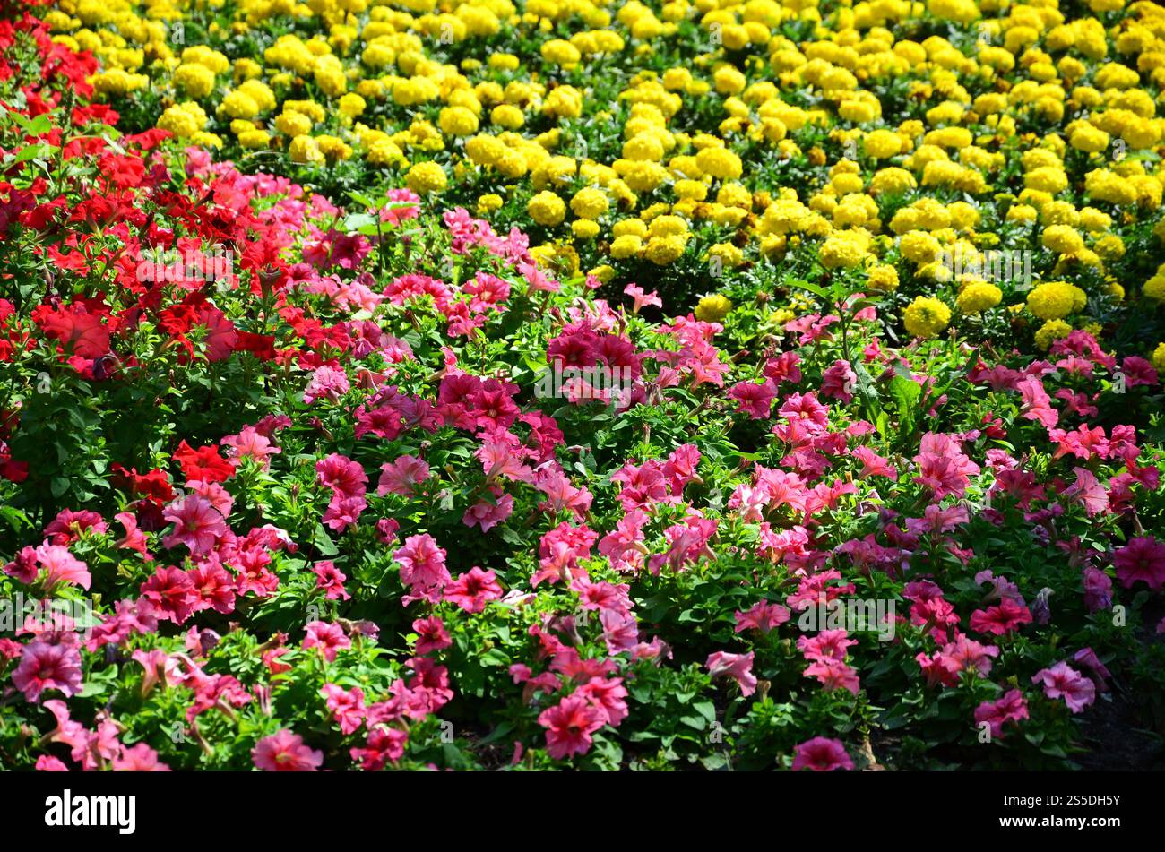 Die Textur einer großen Anzahl von verschiedenen bunten Blumen in einem Blumenbeet gepflanzt Stockfoto