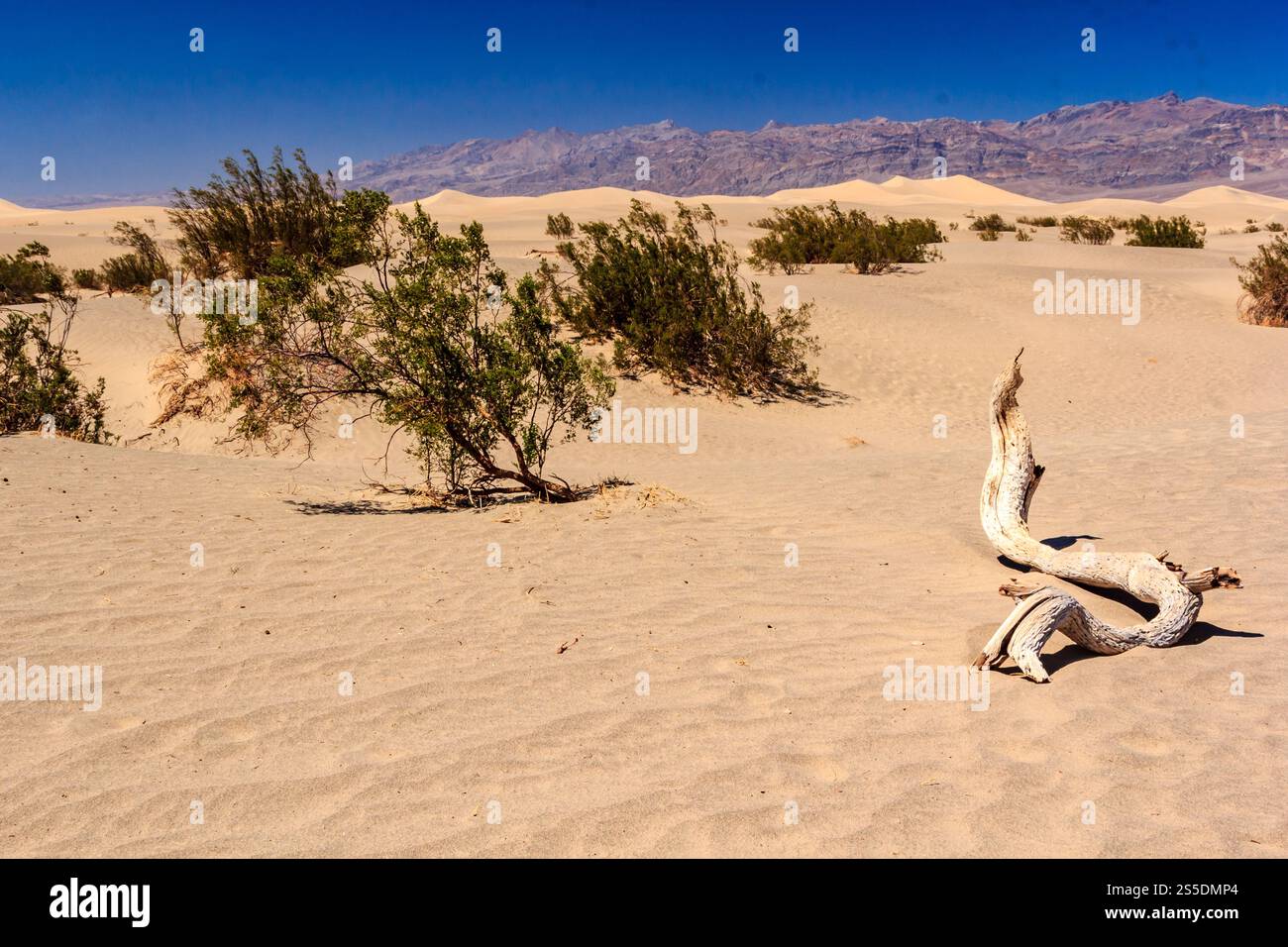 Ein Baumzweig liegt auf dem Sand in einer Wüste. Konzept von Einsamkeit und Leere, da sich die karge Landschaft in alle Richtungen erstreckt Stockfoto