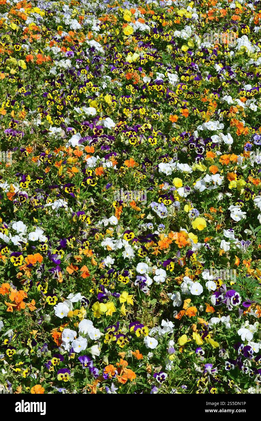 Die Textur einer großen Anzahl von verschiedenen bunten Blumen in einem Blumenbeet gepflanzt Stockfoto