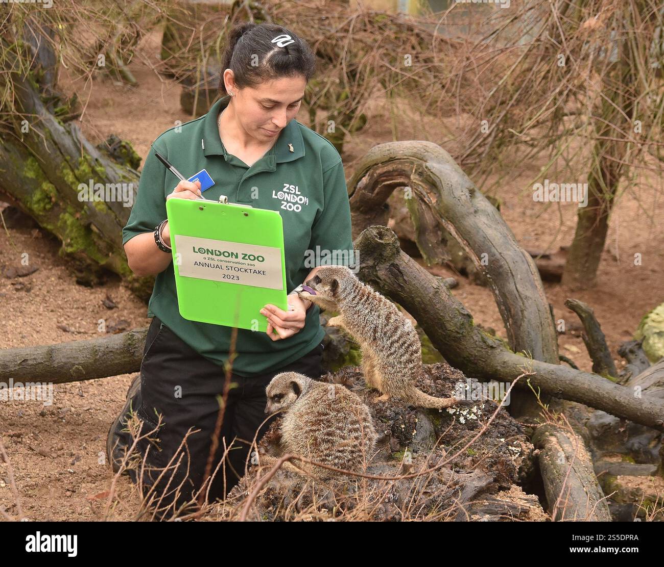 Erdmännchen - die jährliche Bestandsaufnahme des ZSL London Zoo IM ZSL London Zoo, London, England, Großbritannien. Dienstag, 3. Januar 2023 Stockfoto