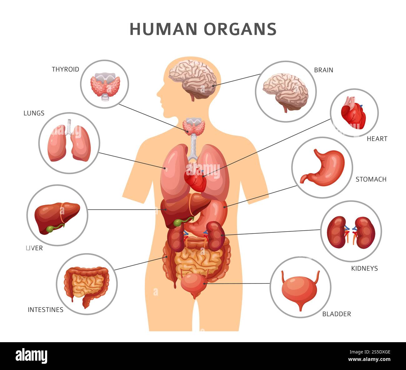 Innere Organe des menschlichen Körpers. Magen und Lungen, Nieren und Herz, Gehirn und Leber. Medizinische Anatomievektor-Infografiken. Körper des Menschen, Leber und Gehirn, Herz und innere Organe Illustration. Innere Organe des menschlichen Körpers. Magen und Lungen, Nieren und Herz, Gehirn und Leber. Medizinische Anatomievektor-Infografiken Stock Vektor
