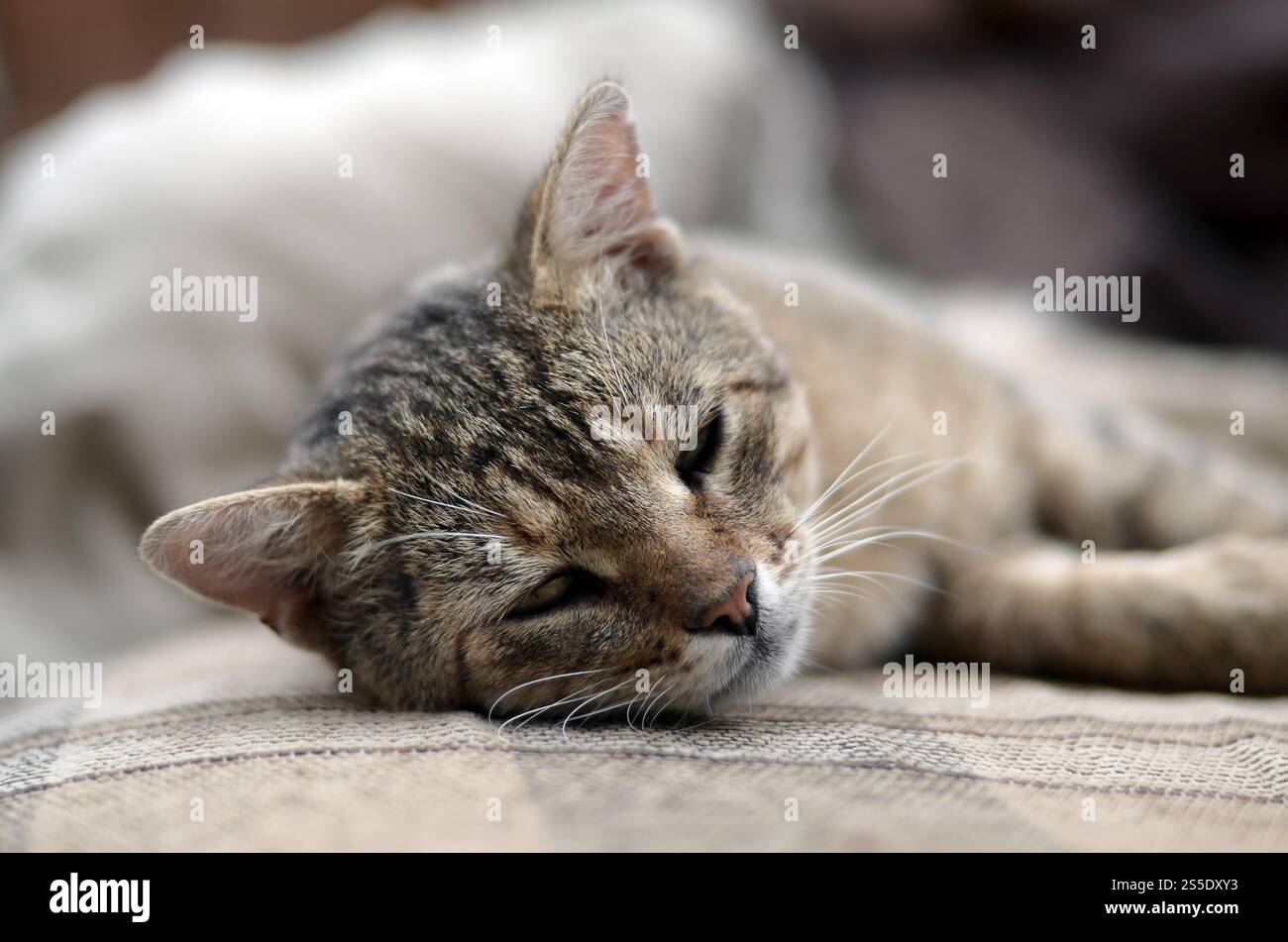 Nahaufnahme einer traurigen und faulen Tabbykatze, die abends auf der Couch im Freien mit selektivem Fokus schläft. Haustierhaltung auf weichem Sofa. Nahaufnahme eines traurigen Stockfoto