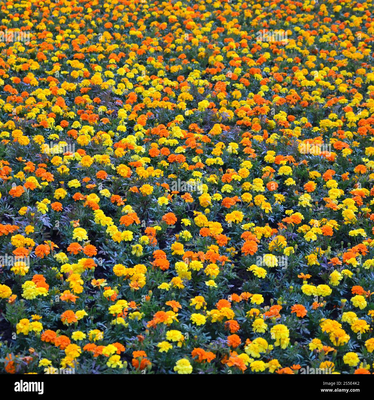 Viele schöne Blumen im Garten. Mexikanische, aztekische oder afrikanische Ringelblume. Tagetes erecta Stockfoto