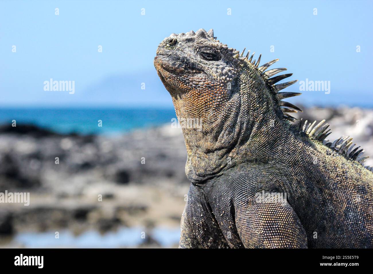 Eine Nahaufnahme eines Meeresleguans, der an einem hellen Tag auf den Galapagos-Inseln in der Sonne sonnt. Die Profilansicht hebt die strukturierten Skalen hervor, Ecuador. Stockfoto