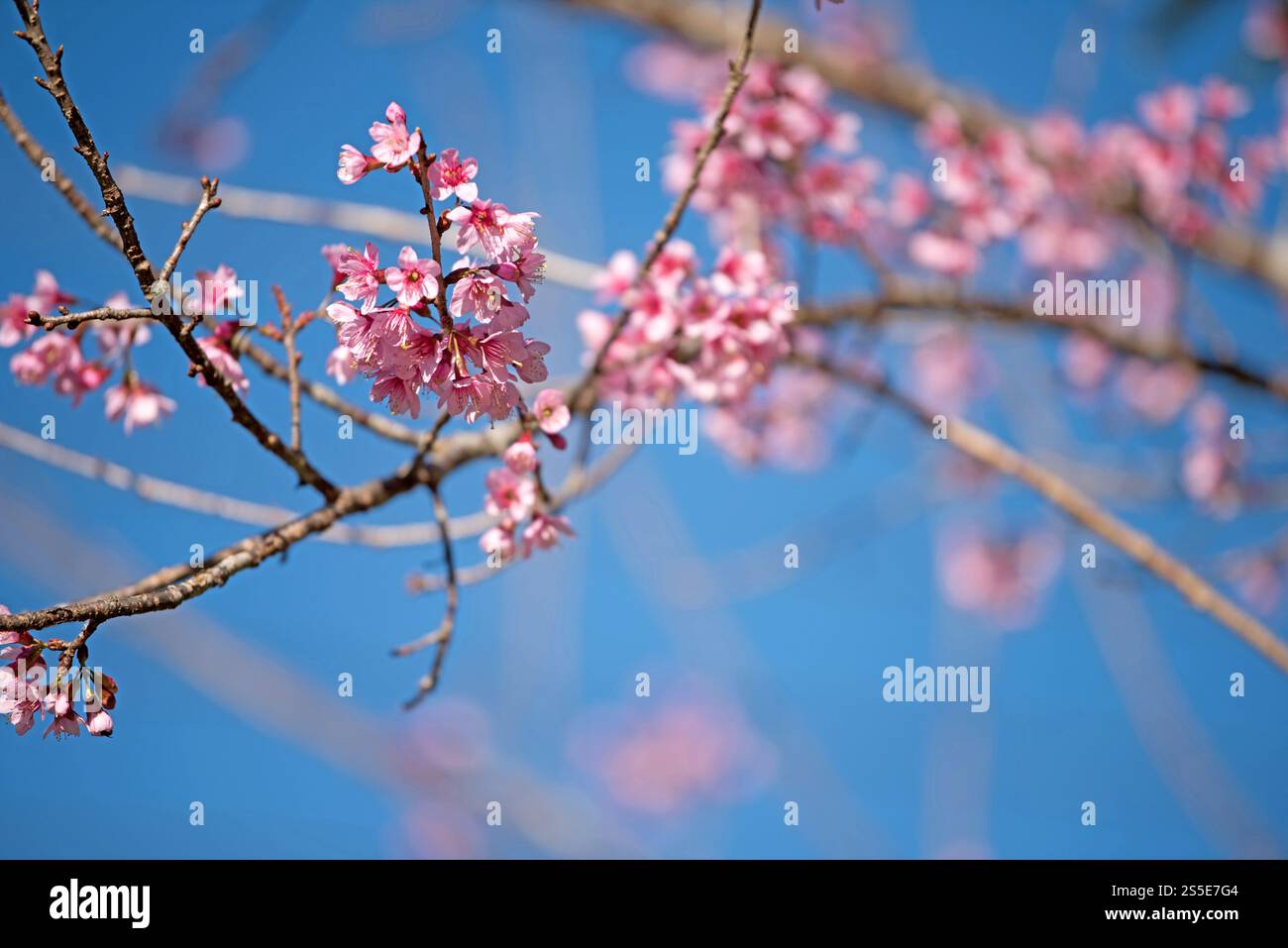 Schöne rosa Blume Hintergrund Stockfoto