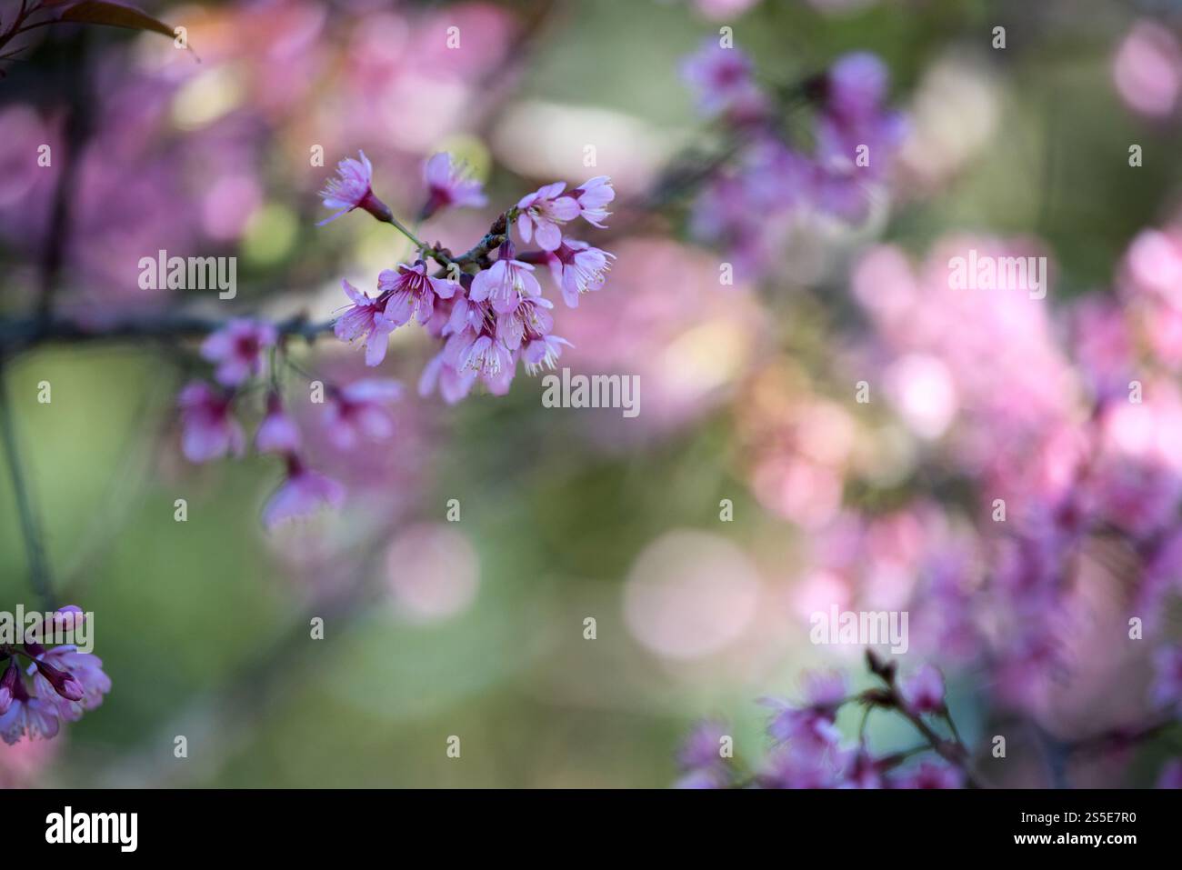 Schöne rosa Blume Hintergrund Stockfoto