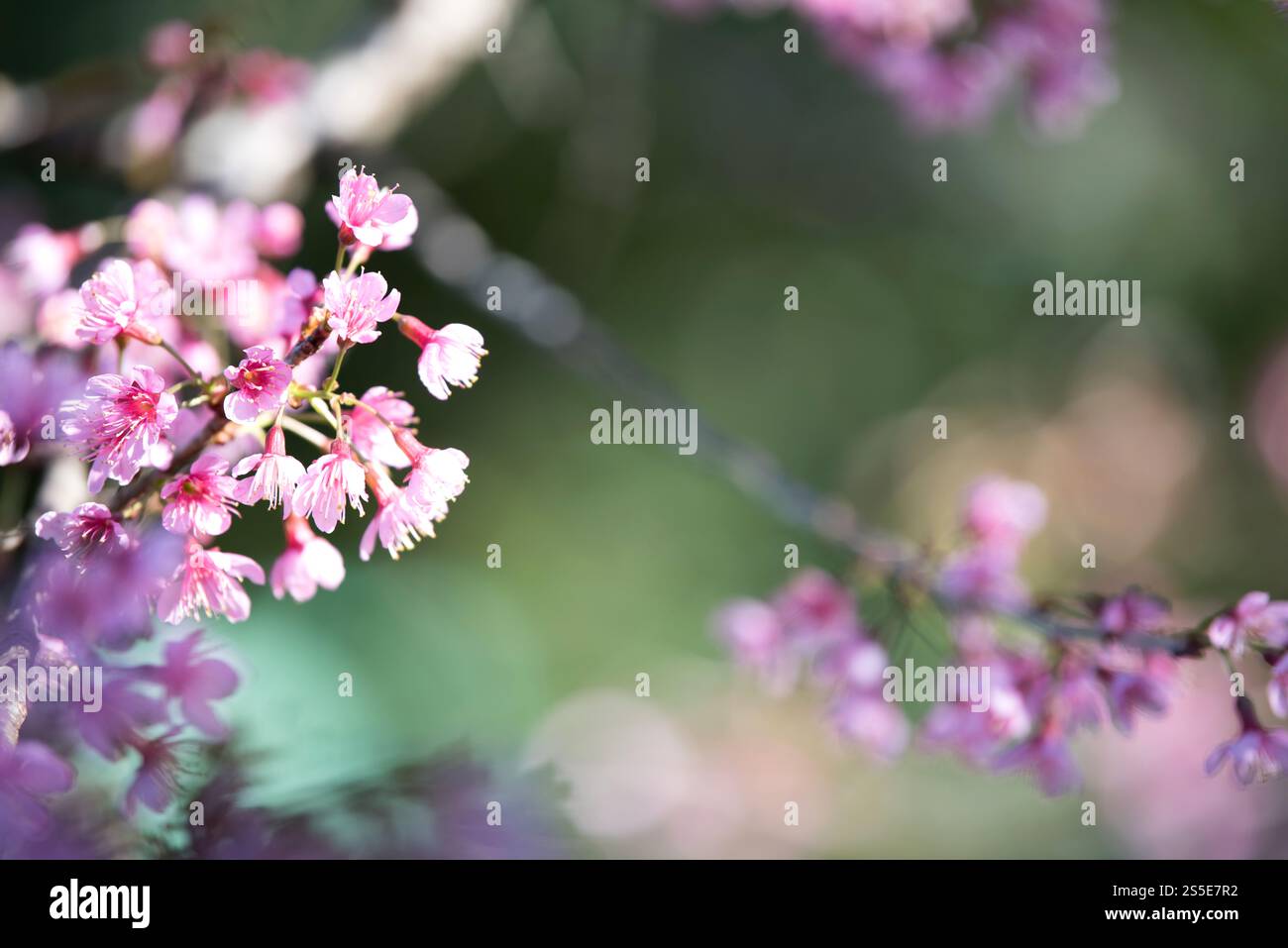 Schöne rosa Blume Hintergrund Stockfoto