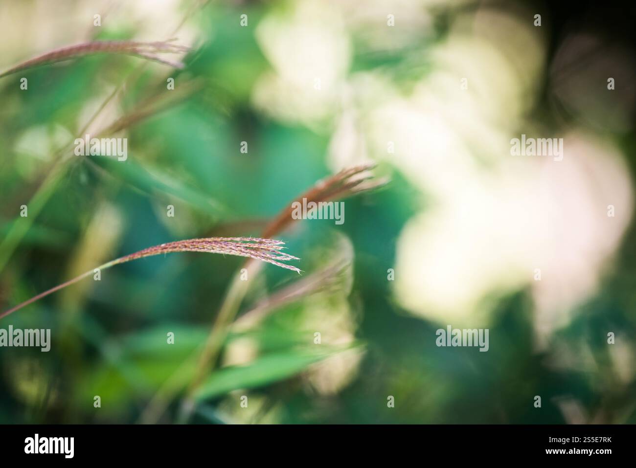 Gras Blume Natur Hintergrund Stockfoto Gras Blume Natur Hintergrund Stockfoto