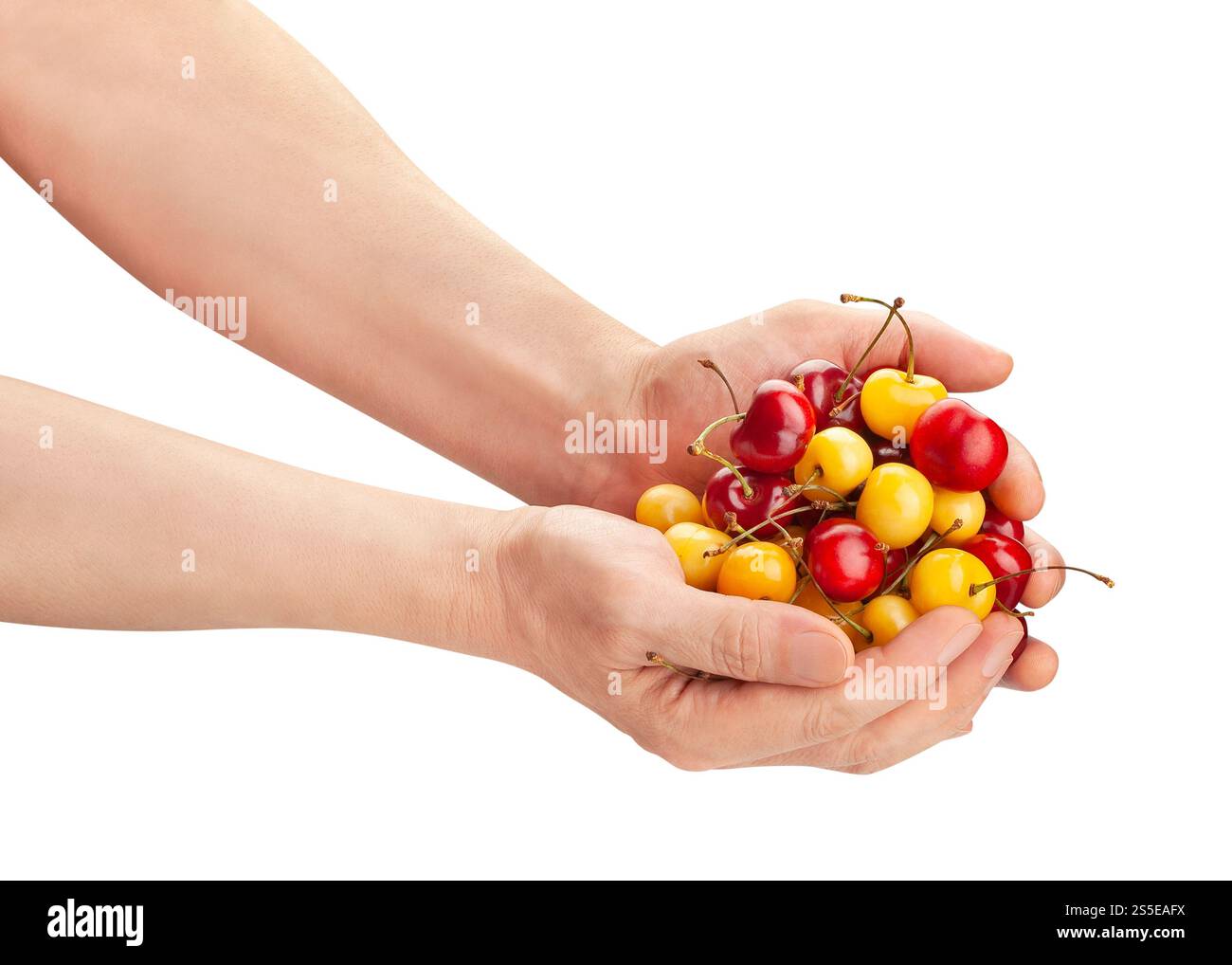 Gemischte Kirschen im Handweg isoliert auf weiß Stockfoto
