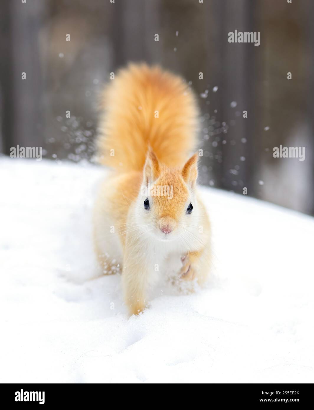 Weißes Eichhörnchen (leuzistisches rotes Eichhörnchen), das an einem kalten Wintermorgen in Kanada im Schnee steht Stockfoto