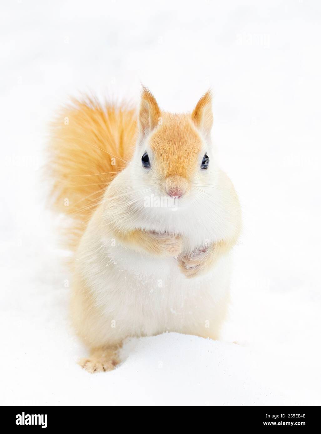 Weißes Eichhörnchen (leuzistisches rotes Eichhörnchen), das an einem kalten Wintermorgen in Kanada im Schnee steht Stockfoto