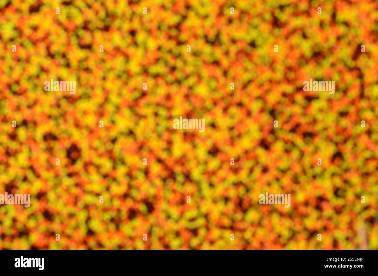 Unscharfes Bild aus einer Vielzahl von farbigen verglaste Pulver in Form von kleinen Kugeln. Defokussierten Bild der bunten Perlen von sehr kleinen Größe für die Dekoration Stockfoto