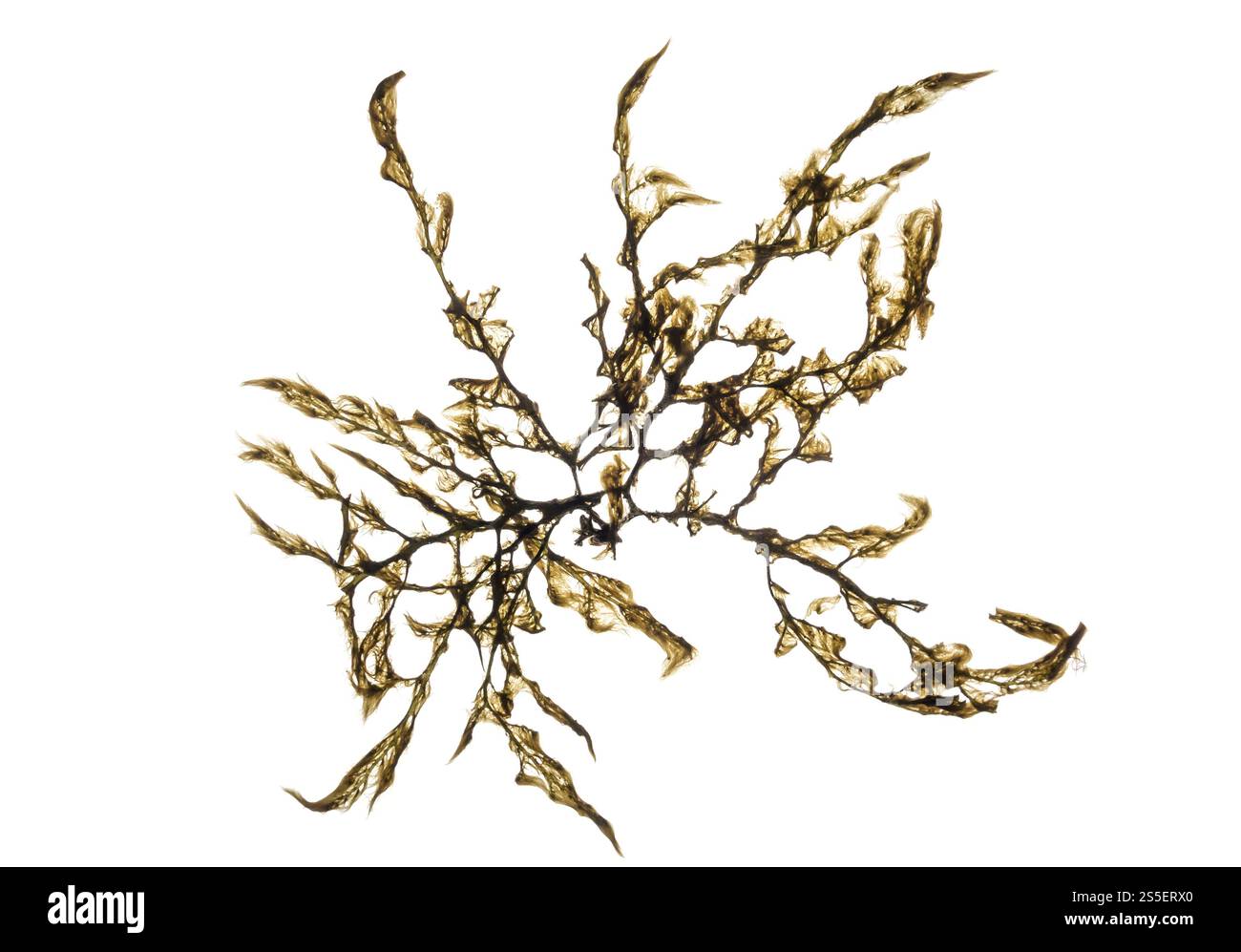 In weiß isolierte Algen. Makroansicht für Nahaufnahme. Algen isoliert auf Weiss. Makroansicht Stockfoto