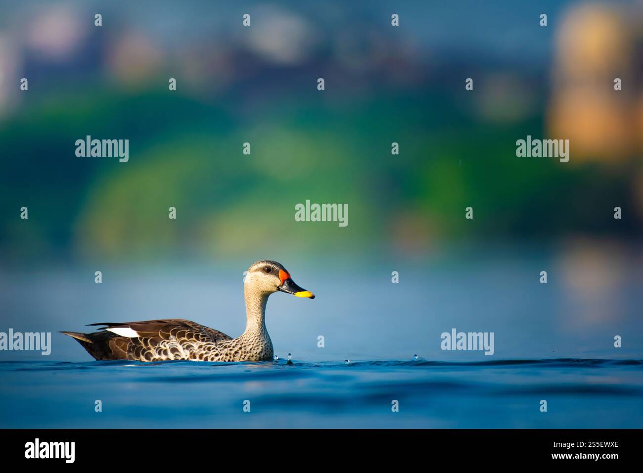 Lone Spot-Billed Duck gleitet anmutig über ein ruhiges Feuchtgebiet in der Nähe von Jaipur, Rajasthan, und reflektiert lebendige Farben unter weichem Licht. Stockfoto