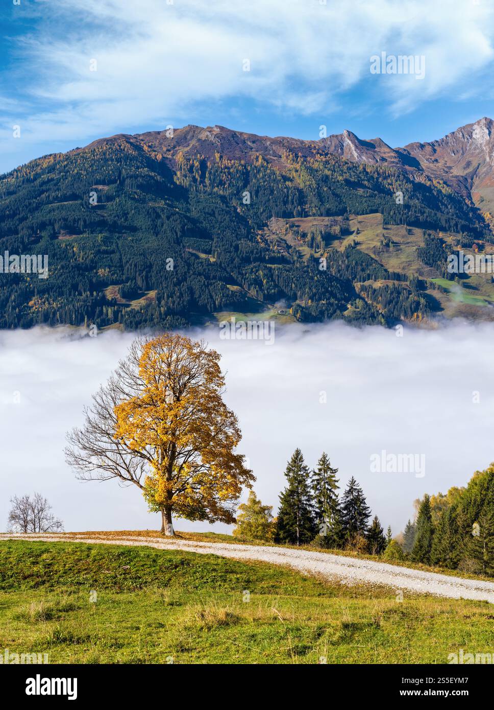 Nebliger Herbstmorgen Berg und große einsame Baumblick vom Wanderweg in der Nähe Dorfgastein, Land Salzburg, Österreich. Stockfoto