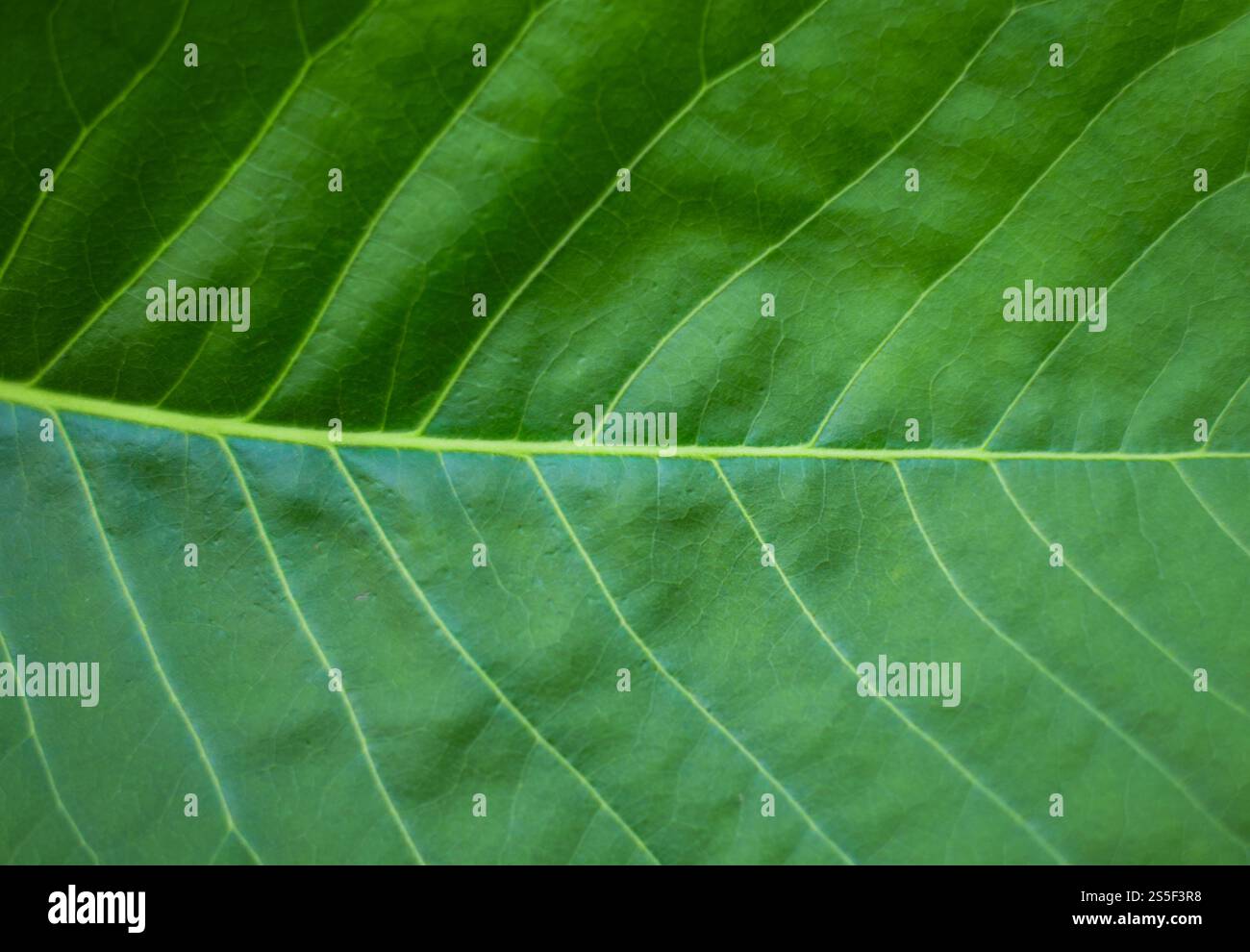 Grünes Blatt Textur Hintergrund Stockfoto