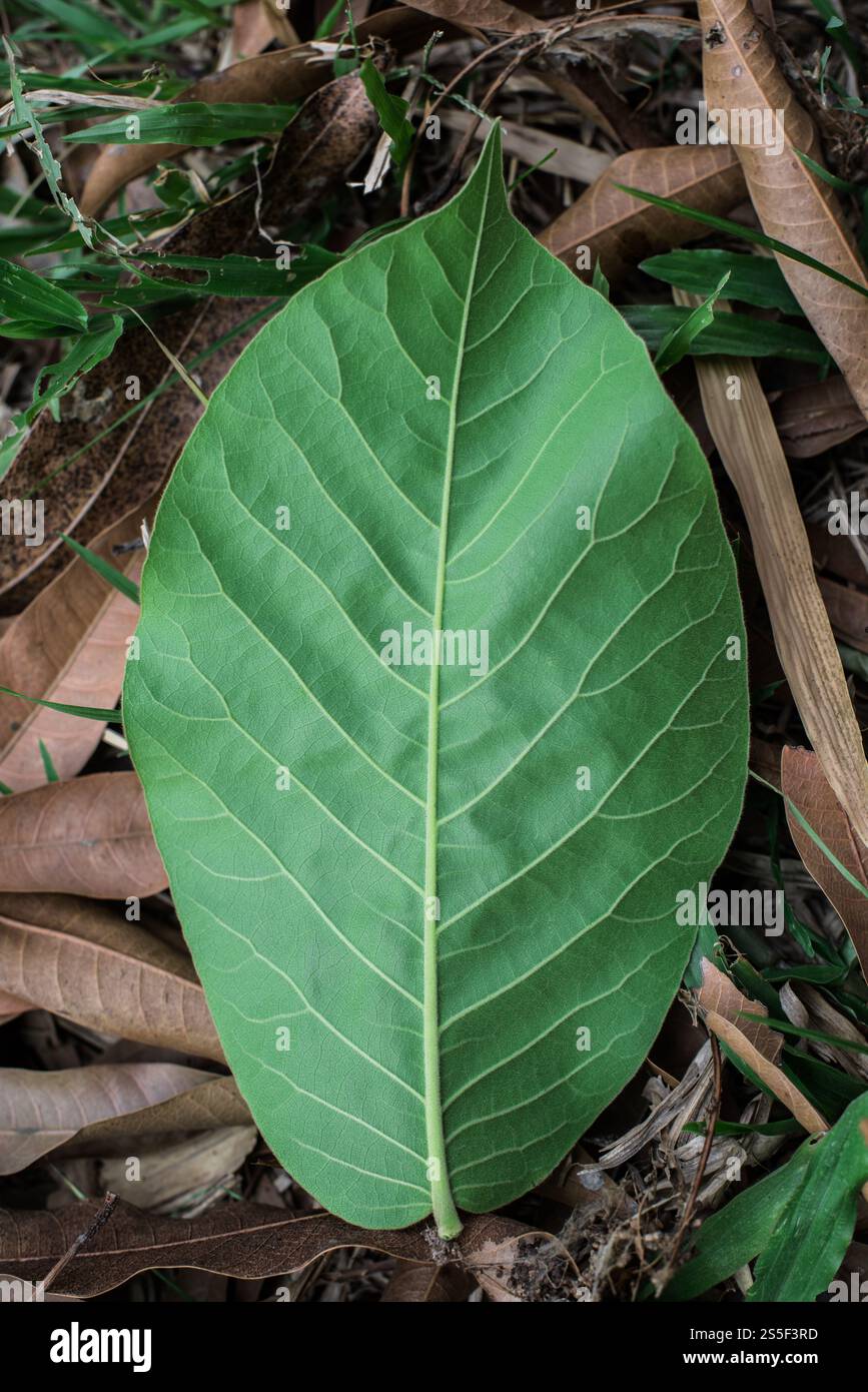 Grünes Blatt Textur Hintergrund Stockfoto