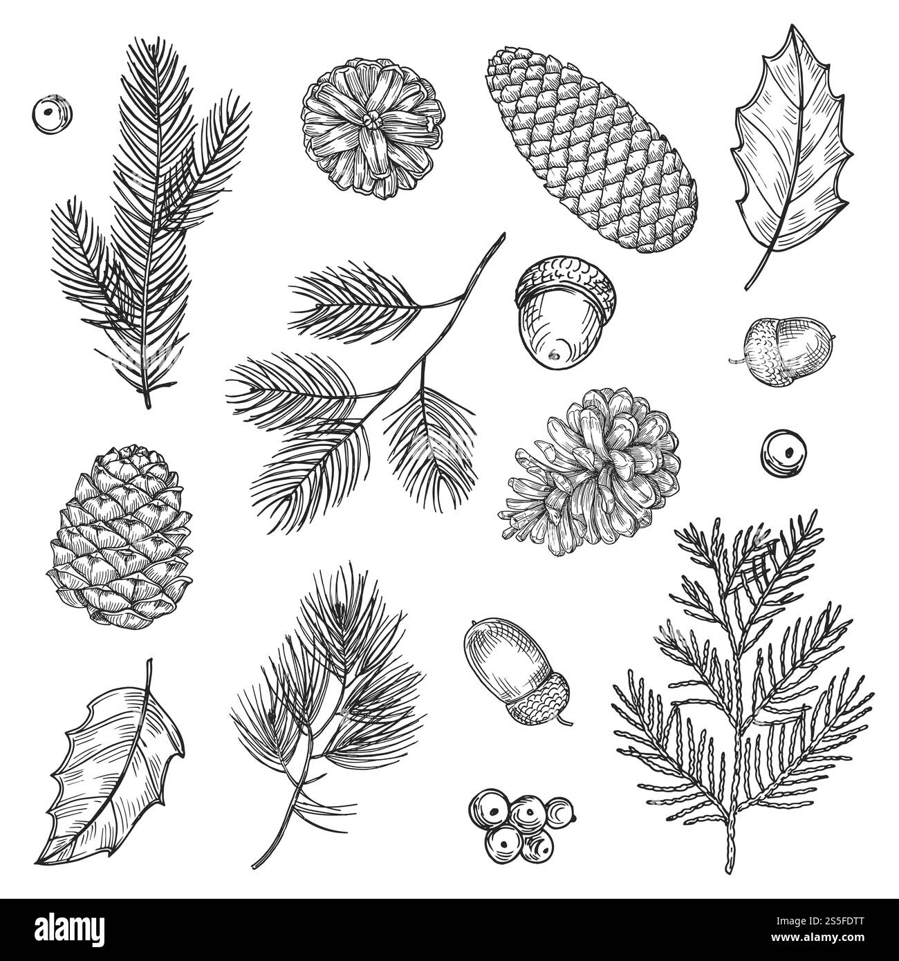 Hand gezeichnete Fichtenzweige und Kegel Vektorillustration. Waldelemente isoliert auf weißem Hintergrund. Asttanne Fichte, Naturkegel und Zweig. Hand gezeichnete Fichtenzweige und Kegel Vektorillustration. Waldelemente isoliert auf weißem Hintergrund Stock Vektor