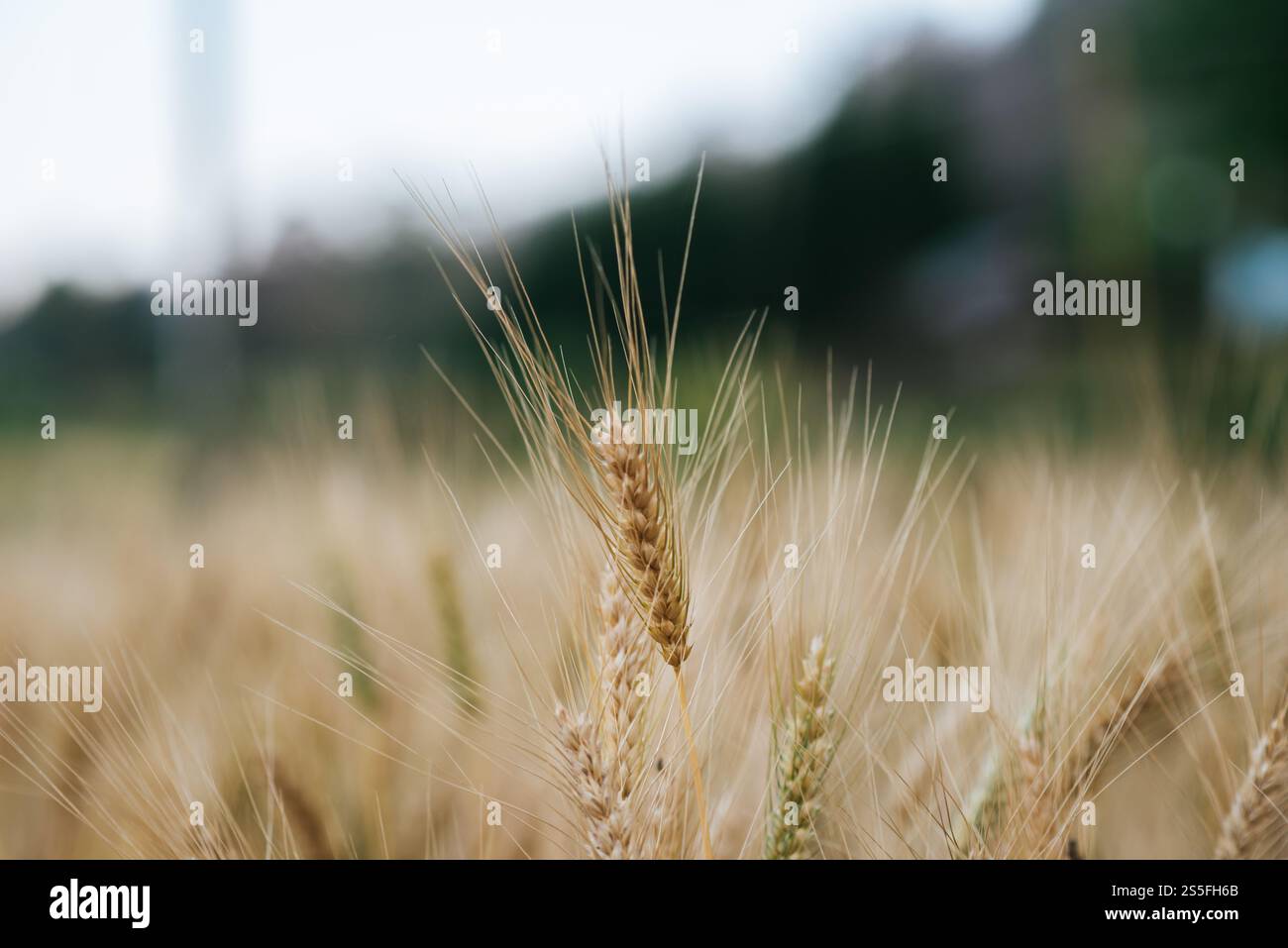 Weizenzucht Stockfoto
