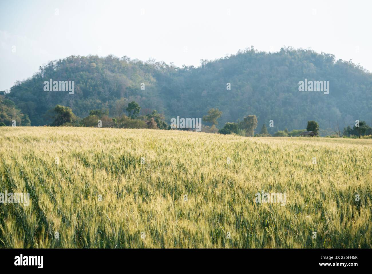 Weizenzucht Stockfoto