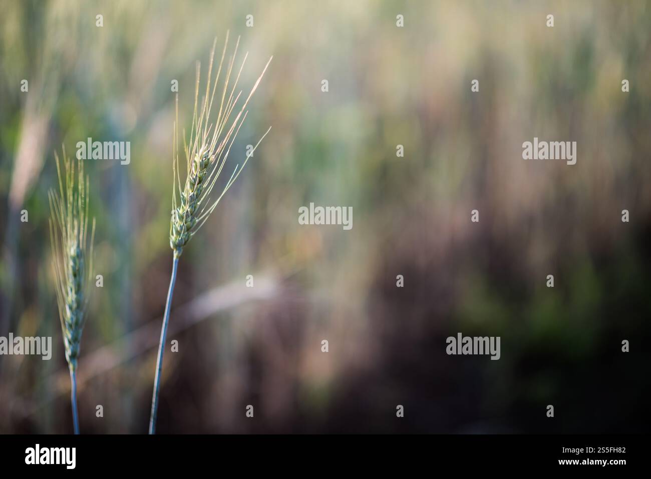 Weizenzucht Stockfoto