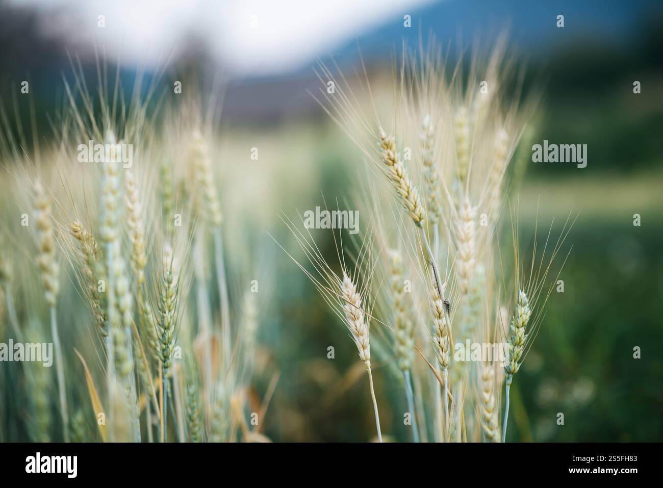 Weizenzucht Stockfoto
