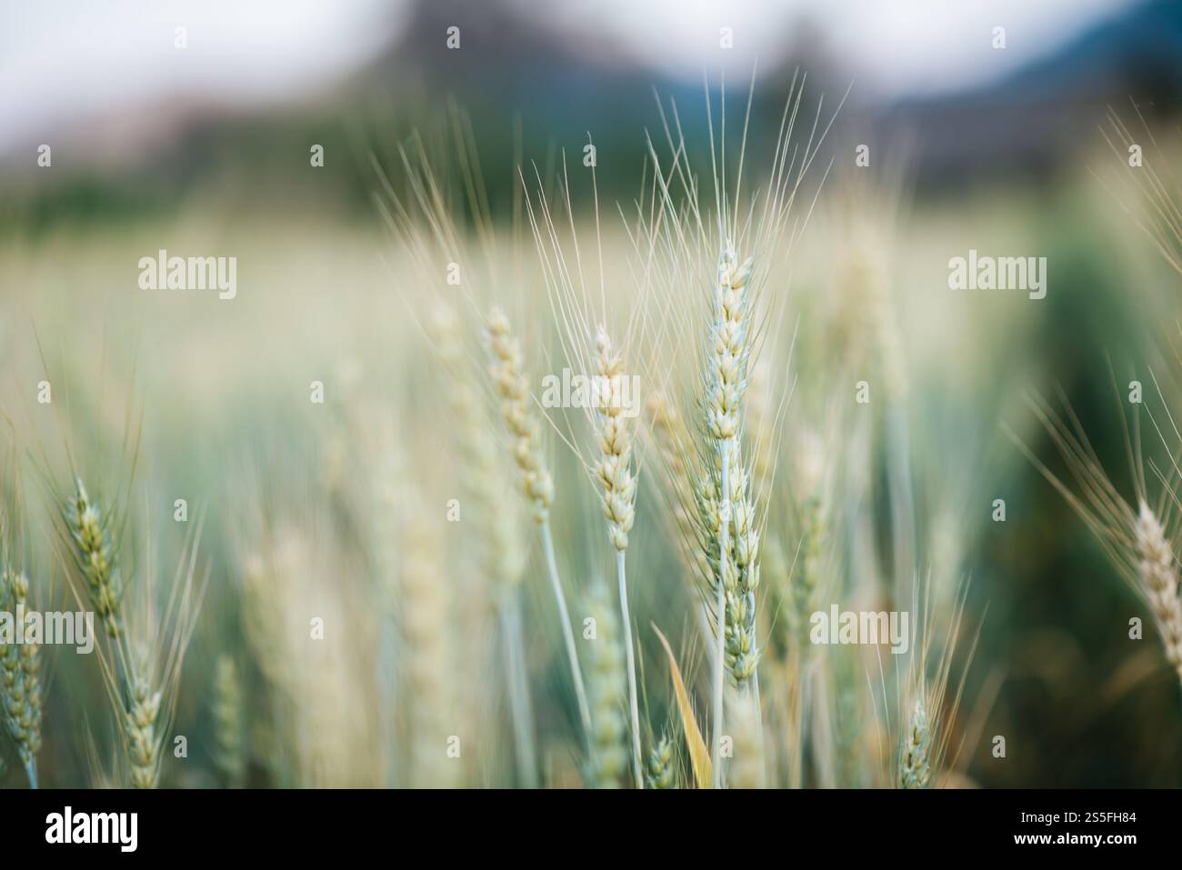 Weizenzucht Stockfoto