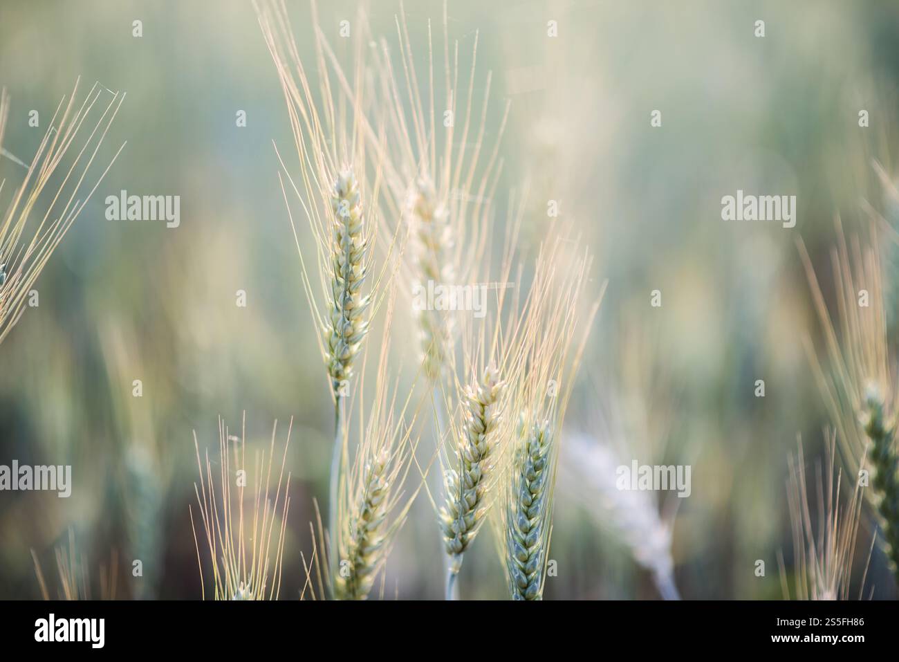 Weizenzucht Stockfoto