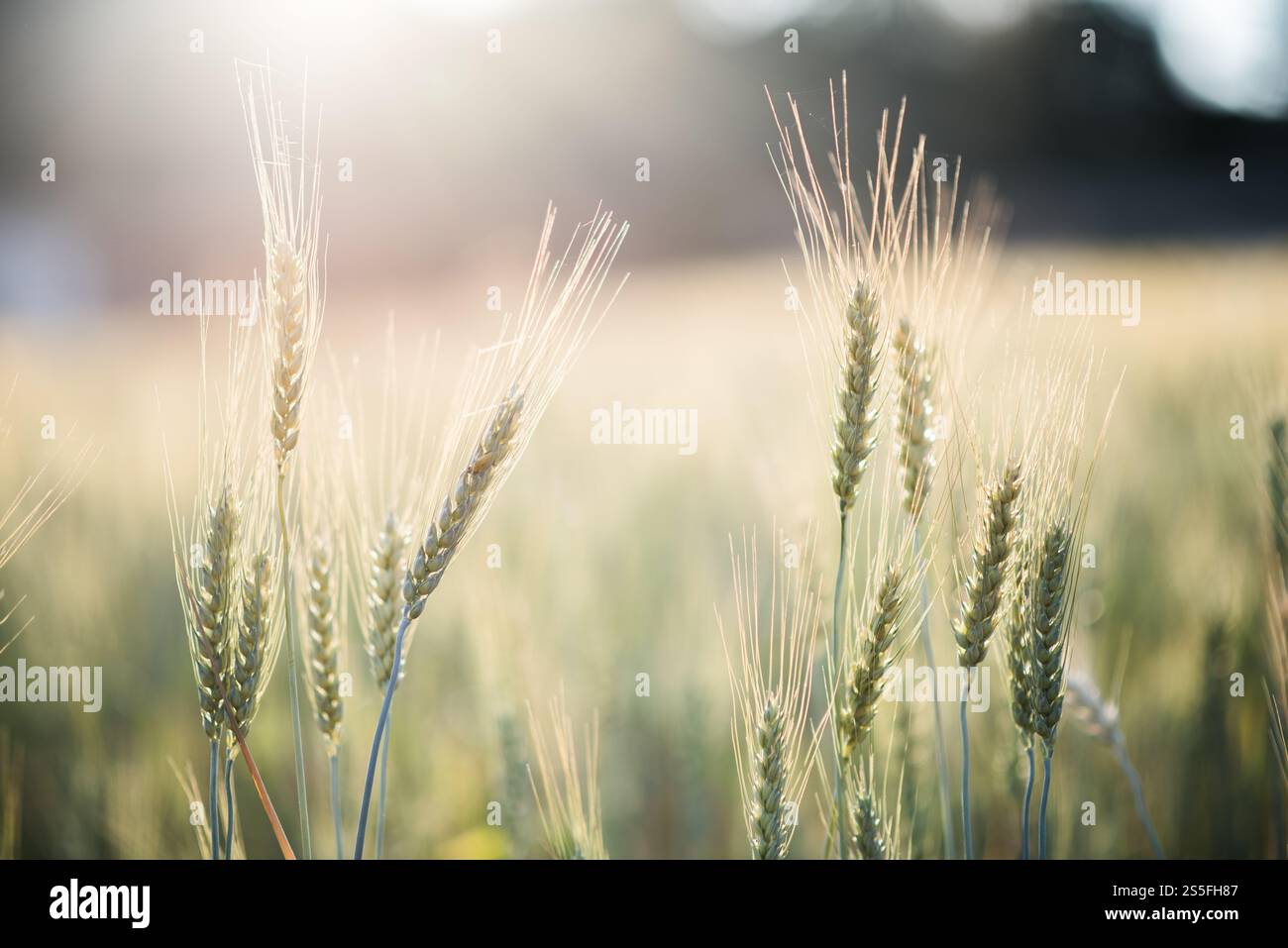 Weizenzucht Stockfoto
