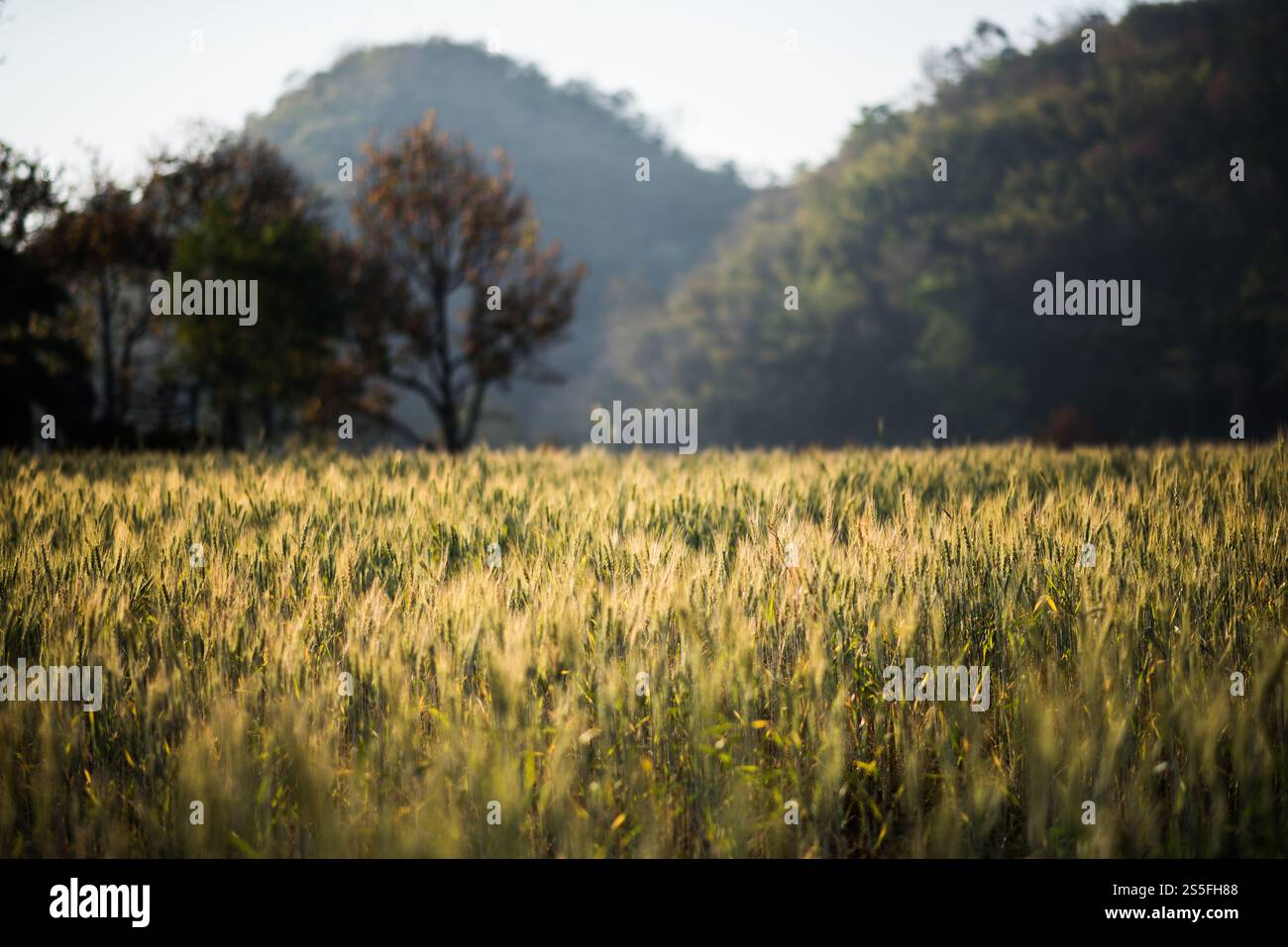 Weizenzucht Stockfoto