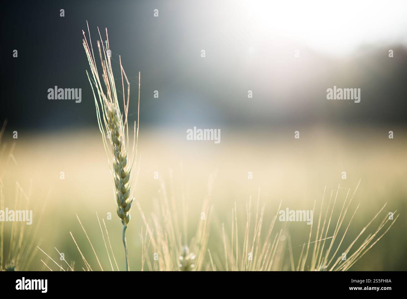 Weizenzucht Stockfoto