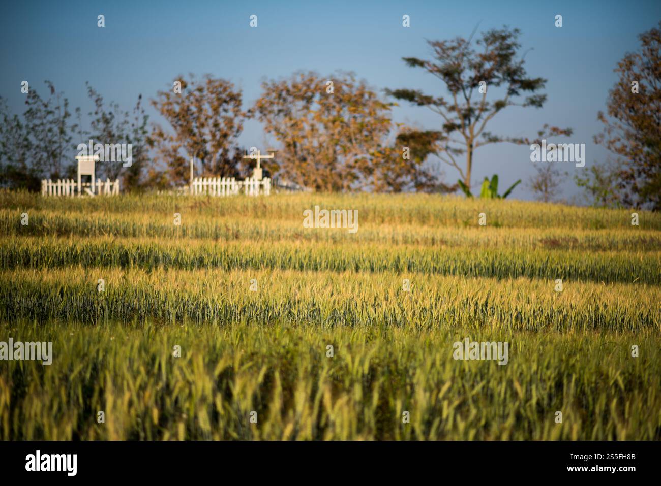 Weizenzucht Stockfoto