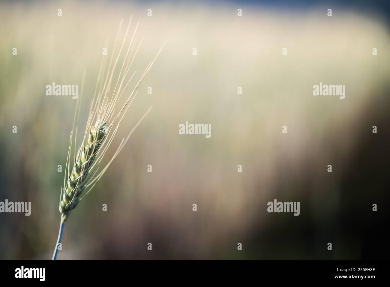Weizenzucht Stockfoto