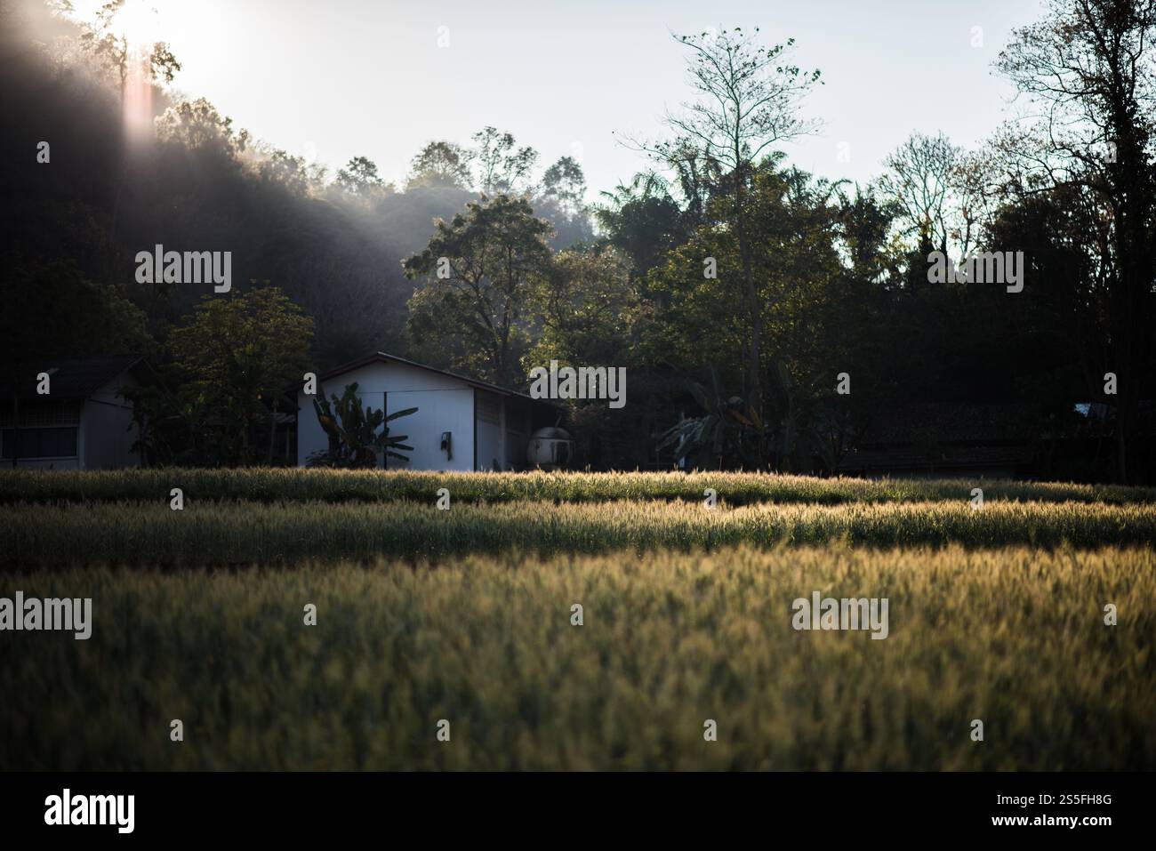 Weizenzucht Stockfoto