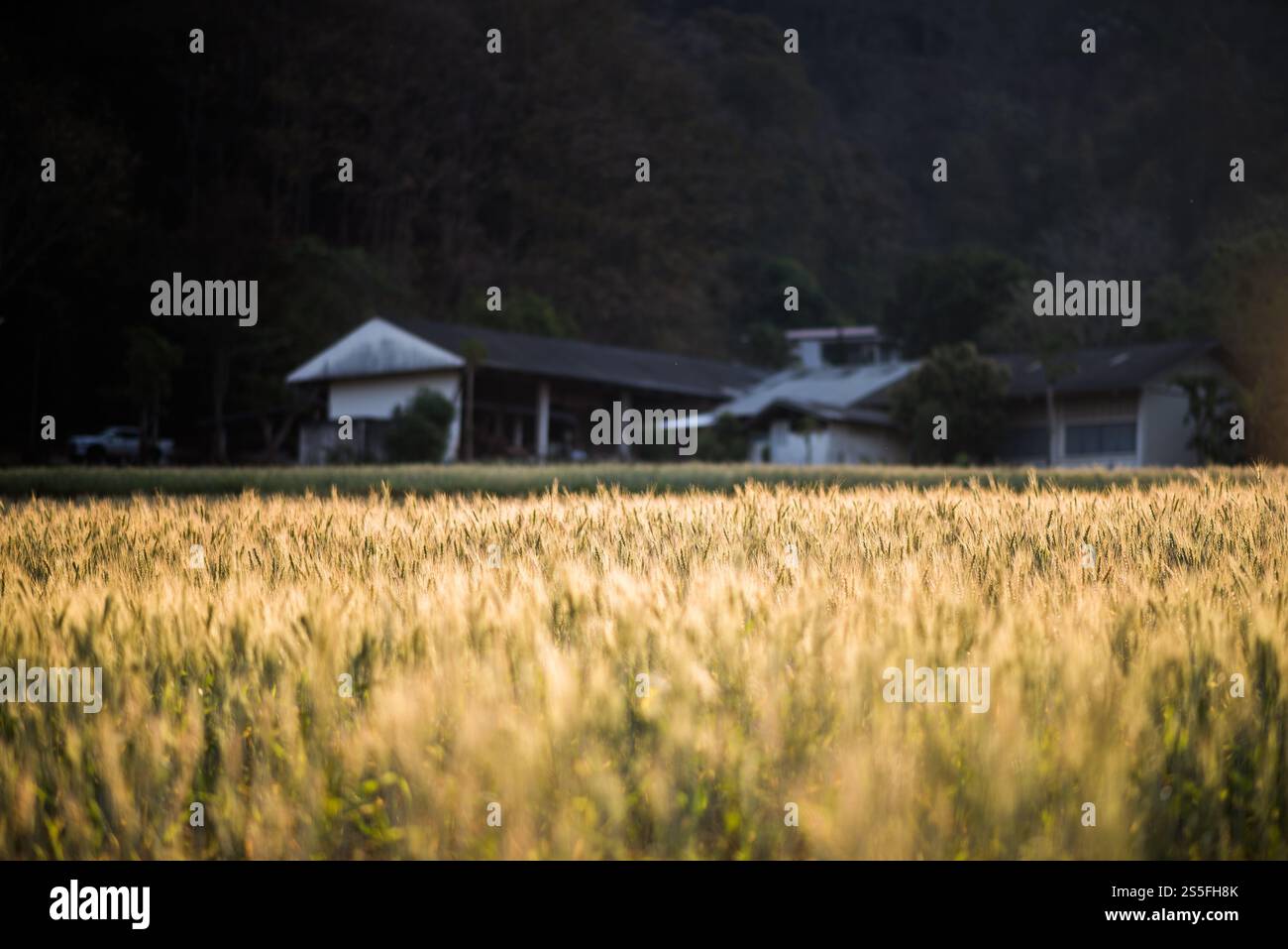 Weizenzucht Stockfoto