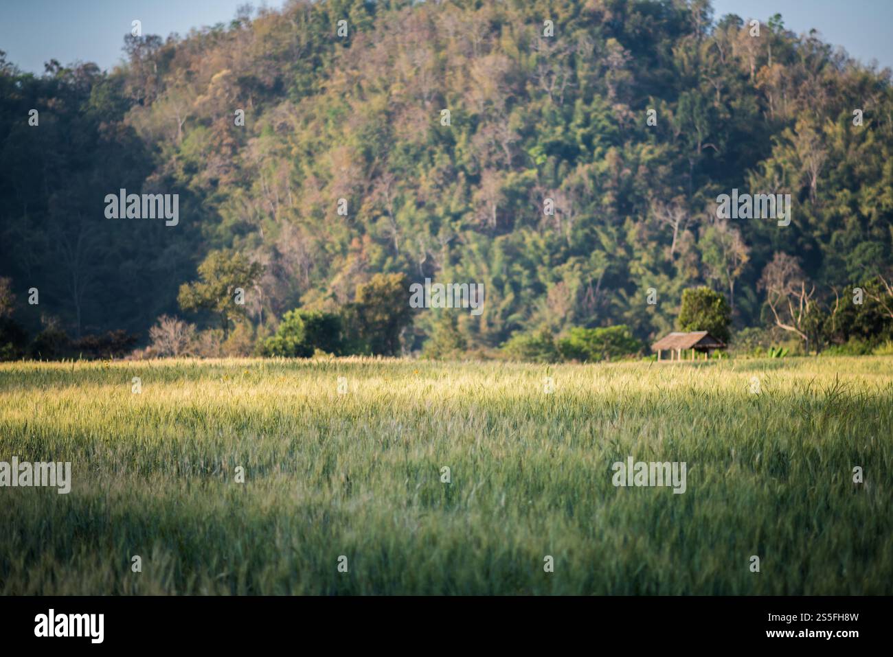 Weizenzucht Stockfoto