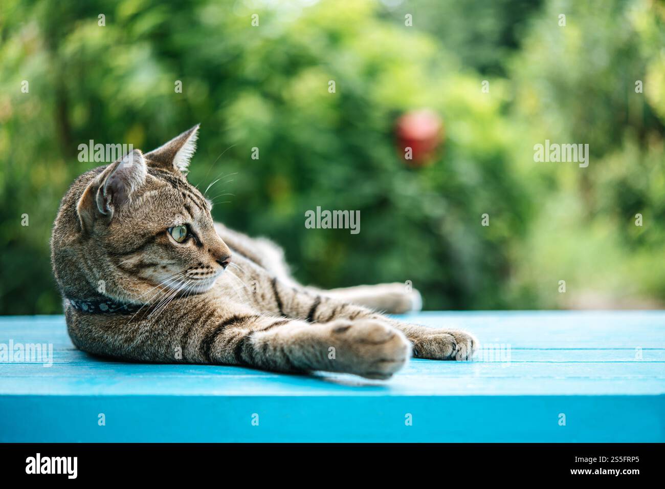 Nahaufnahme einer gestreiften Katze schlafen auf einem blauen Zementboden und schauen nach links. Stockfoto