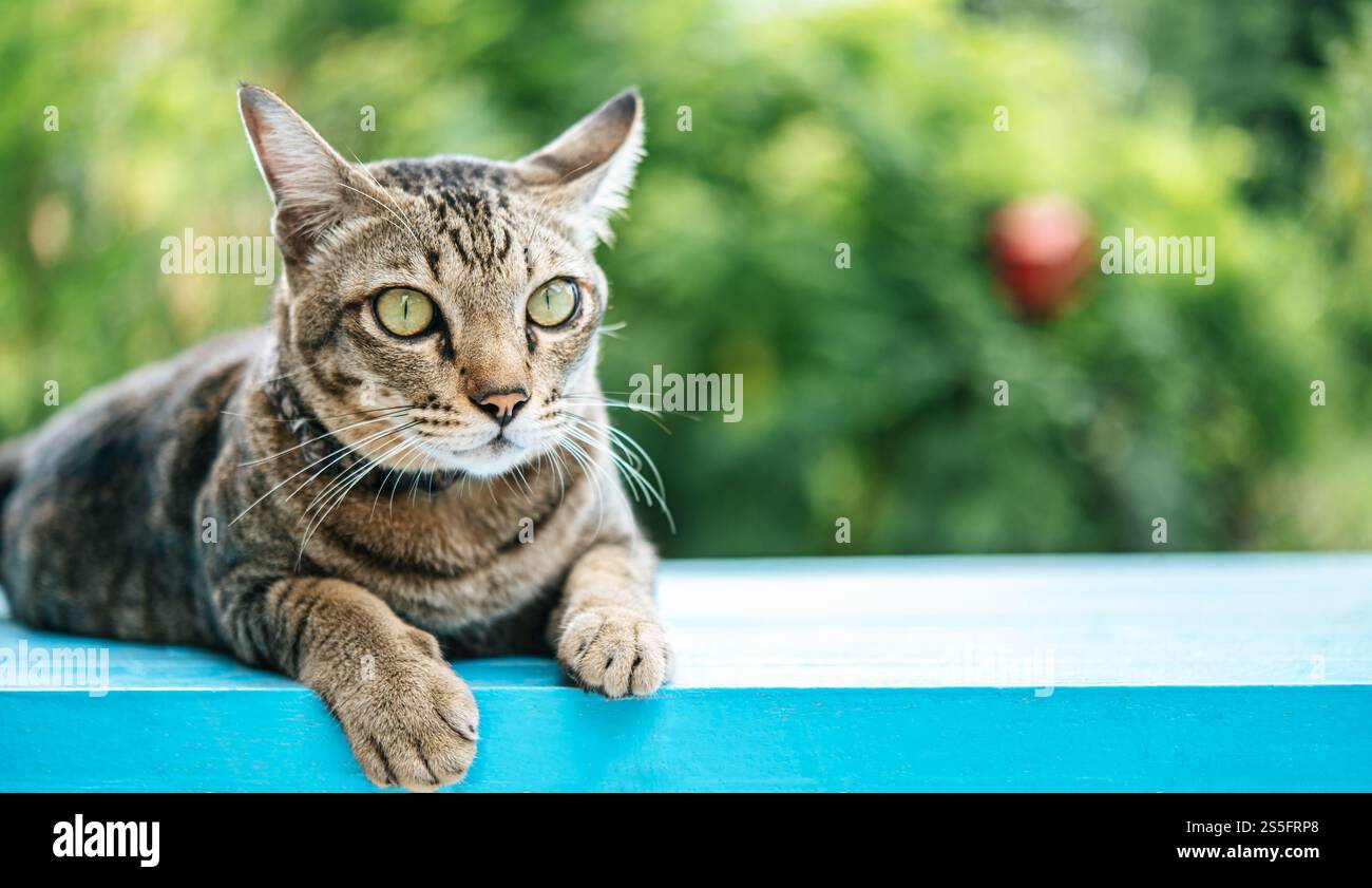 Konzentrieren Sie sich auf die Augen einer gestreiften Katze auf einem blauen Zementboden und hängenden Beinen. Stockfoto
