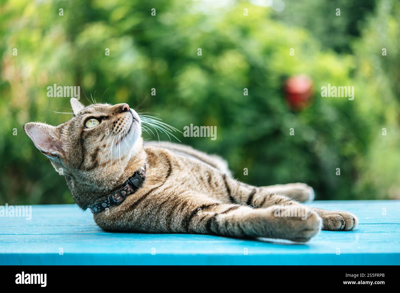 Nahaufnahme eines tabby Schlaf auf einem blauen Zementboden und Blick nach oben. Stockfoto